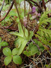 Pinguicula