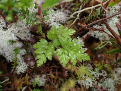 Coptis aspleniifolia