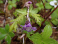 Pinguicula