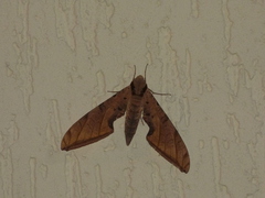 Protambulyx strigilis