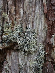 Hypogymnia duplicata