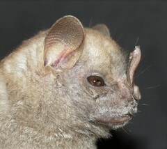 Chiroderma villosum
