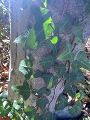 Hedera helix
