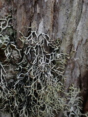 Hypogymnia duplicata