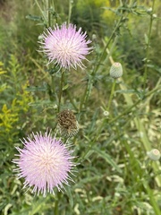 Cirsium nuttallii