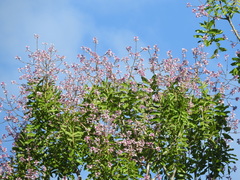 Antigonon leptopus