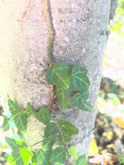 Hedera helix