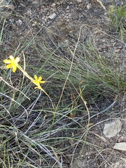 Moraea lewisiae