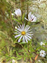 Symphyotrichum elliottii