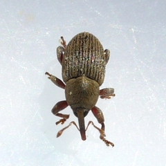 Tychius