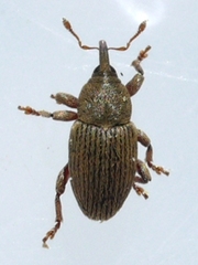 Tychius