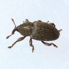 Tychius