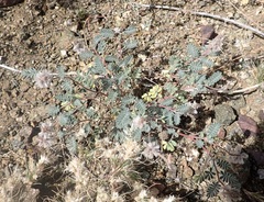 Dalea mollissima