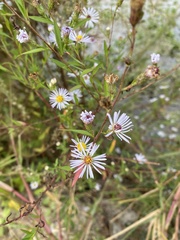 Symphyotrichum elliottii
