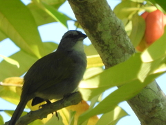 Arremonops conirostris