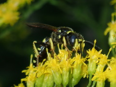 Philanthus solivagus