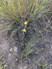Moraea lewisiae