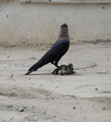 Corvus splendens