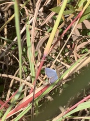 Hemiargus ceraunus