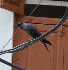 Corvus splendens