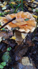 Cortinarius triumphans