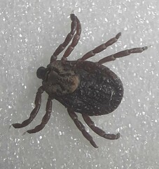 Dermacentor marginatus