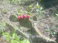 Opuntia rastrera