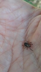 Dermacentor marginatus