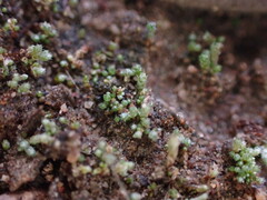 Bryum argenteum
