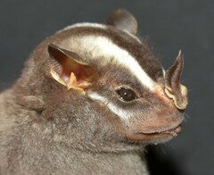 Vampyrodes caraccioli