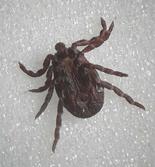 Dermacentor marginatus