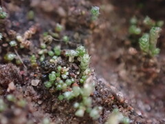 Bryum argenteum
