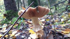Cortinarius triumphans