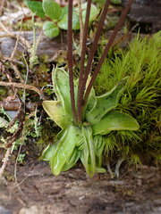 Pinguicula
