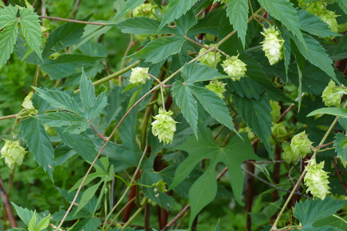 Humulus neomexicanus, photograph 5