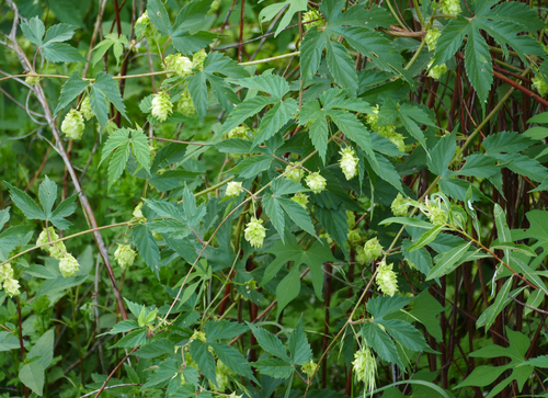 Humulus neomexicanus, photograph 6
