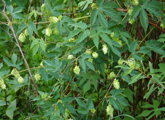 Humulus neomexicanus, photograph Wendy McCrady, CC BY, iNaturalist via GBIF