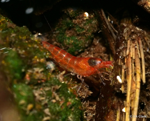 Metabetaeus lohena, 2022-10-06