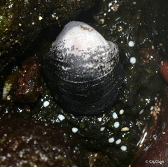 Neripteron vespertinum