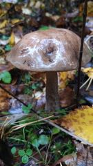 Leccinum scabrum