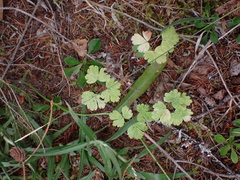 Thalictrum occidentale