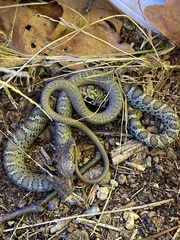 Coluber constrictor constrictor