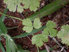 Thalictrum occidentale