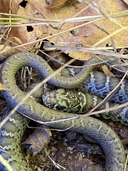 Coluber constrictor constrictor