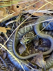 Coluber constrictor constrictor