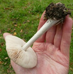 Volvopluteus gloiocephalus