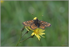 Euphydryas aurinia