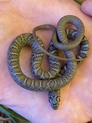 Coluber constrictor constrictor