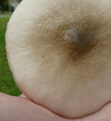 Volvopluteus gloiocephalus