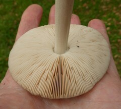 Volvopluteus gloiocephalus